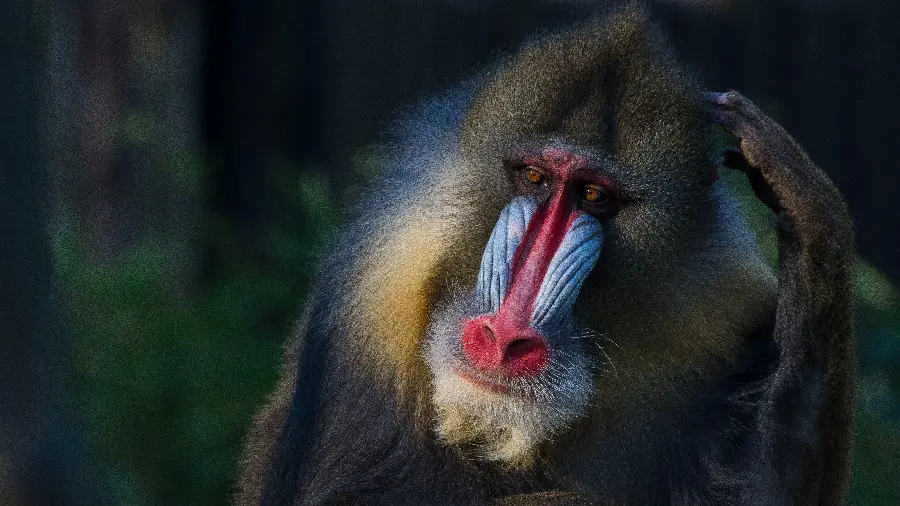 Download Mandrill or Baboon Profile Photo
