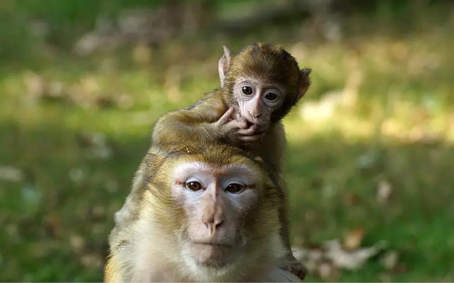 Photo of a mother and baby monkey