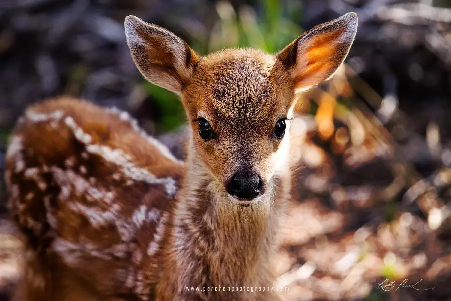 Picture Brown Spotted Deer High Quality For Free