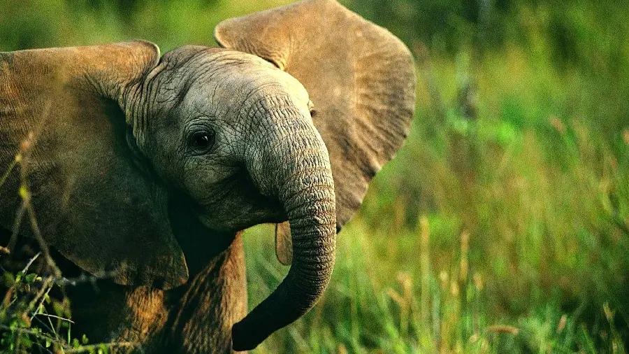 Picture of baby elephant with big ears