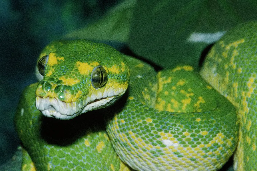 Photo of snake and reptiles