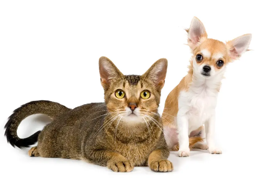 Cat and Dog