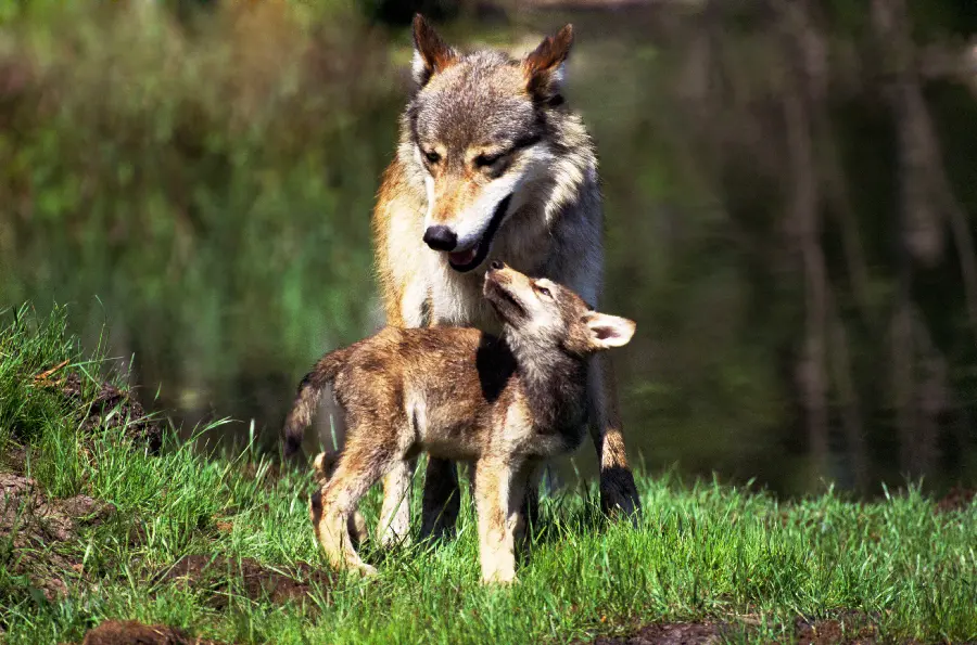 Wildlife
