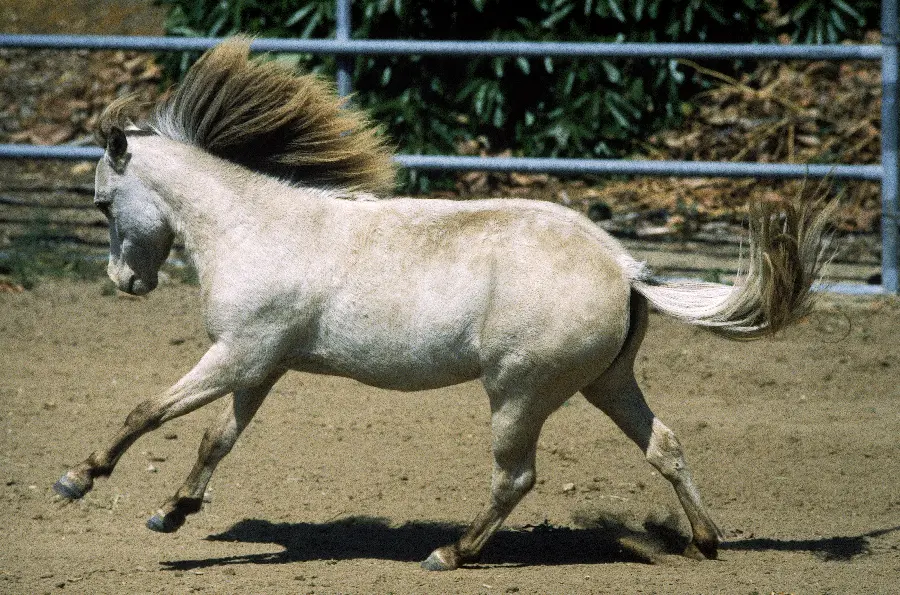 Animal Photos and High Quality Animals