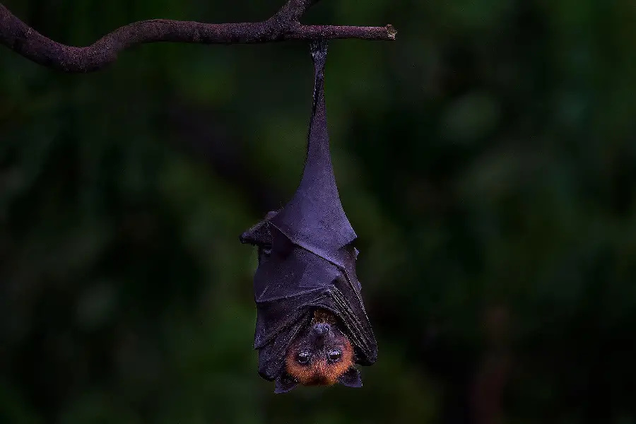 Bat Wallpaper
