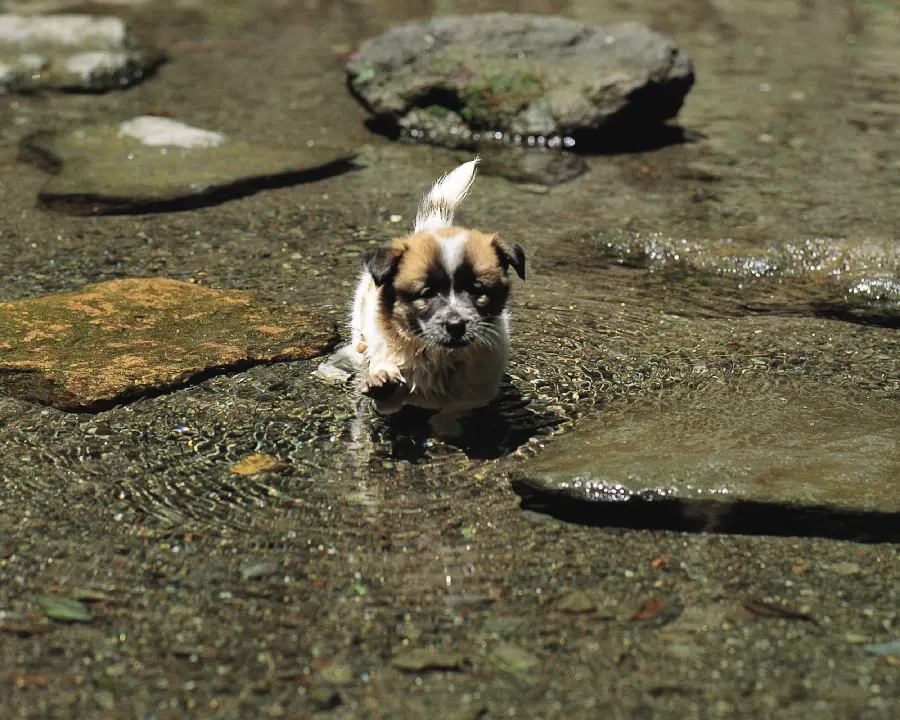 Download beautiful and high-quality pictures of animals and funny in nature