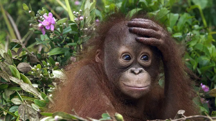 Funny and funny baby orangutan picture