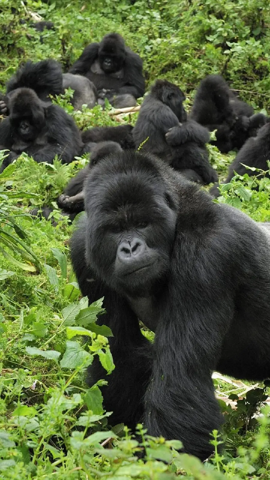 Photo of a herd of silverback gorillas in real nature with high quality for content production