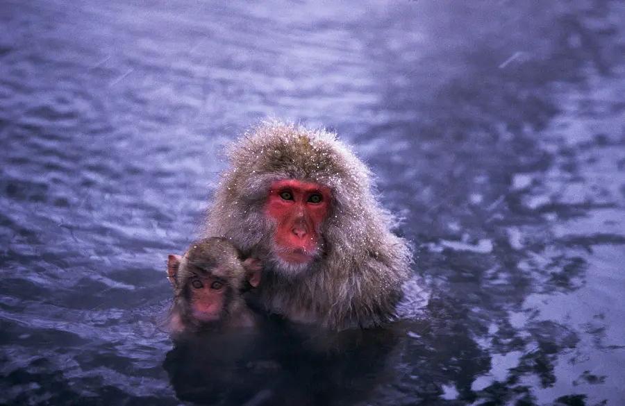 Monkey in the Wild
