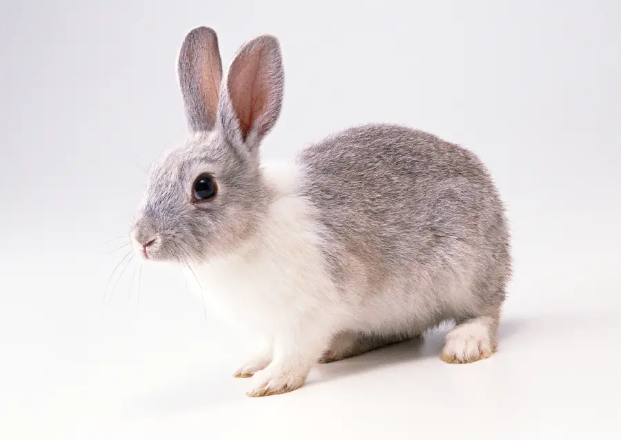 Animal Studio Photo