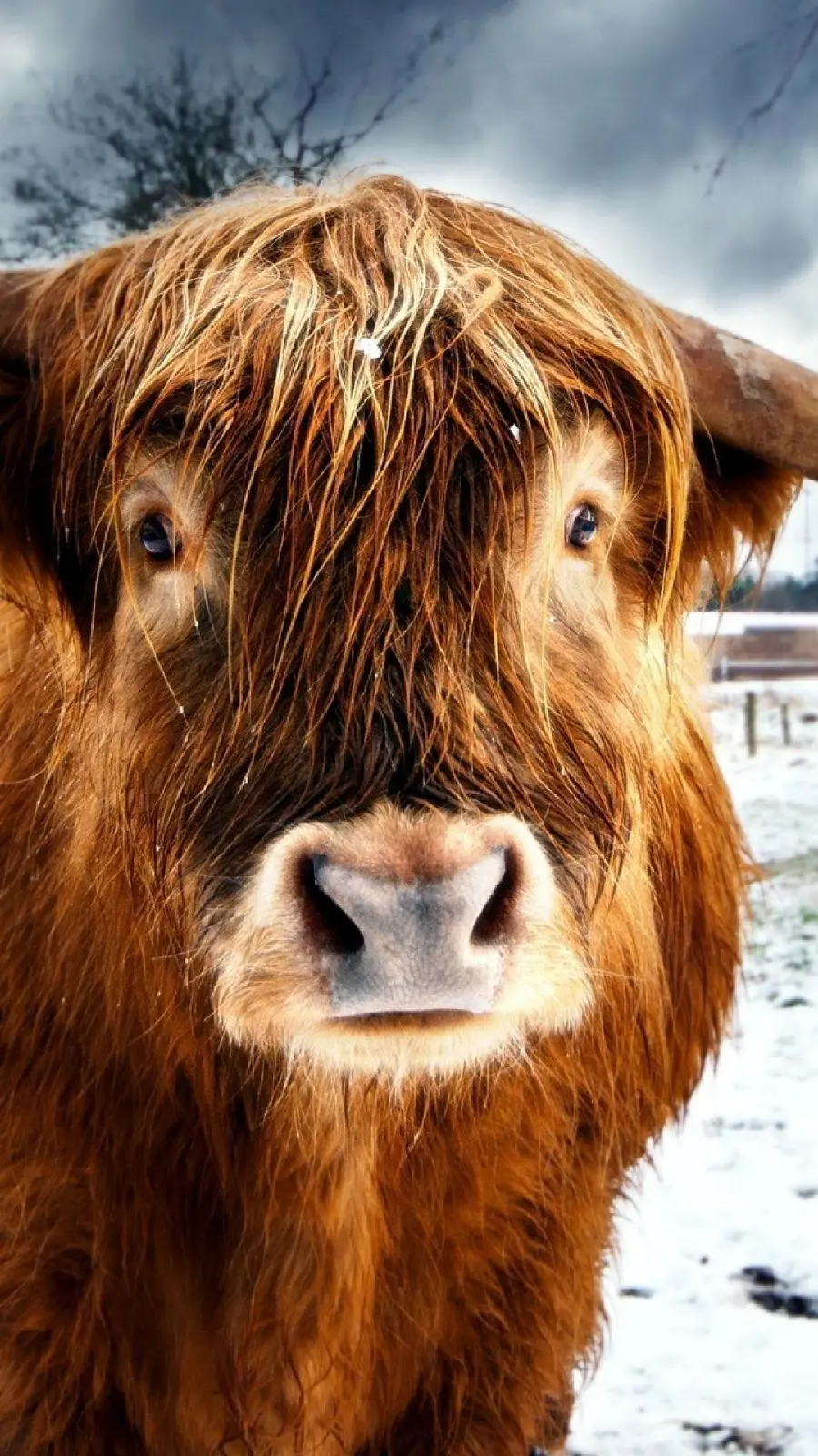 Funny and cute baby cow profile picture