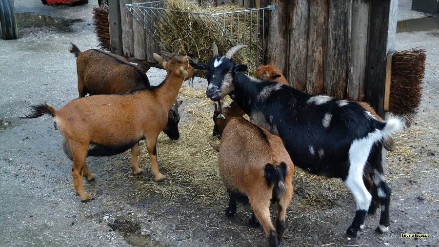 Playful Goats Eating Grass In The Farm High Quality HD