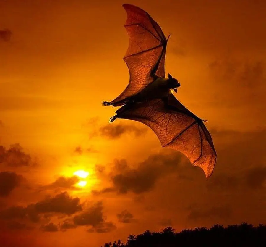 Beautiful photo of a bat