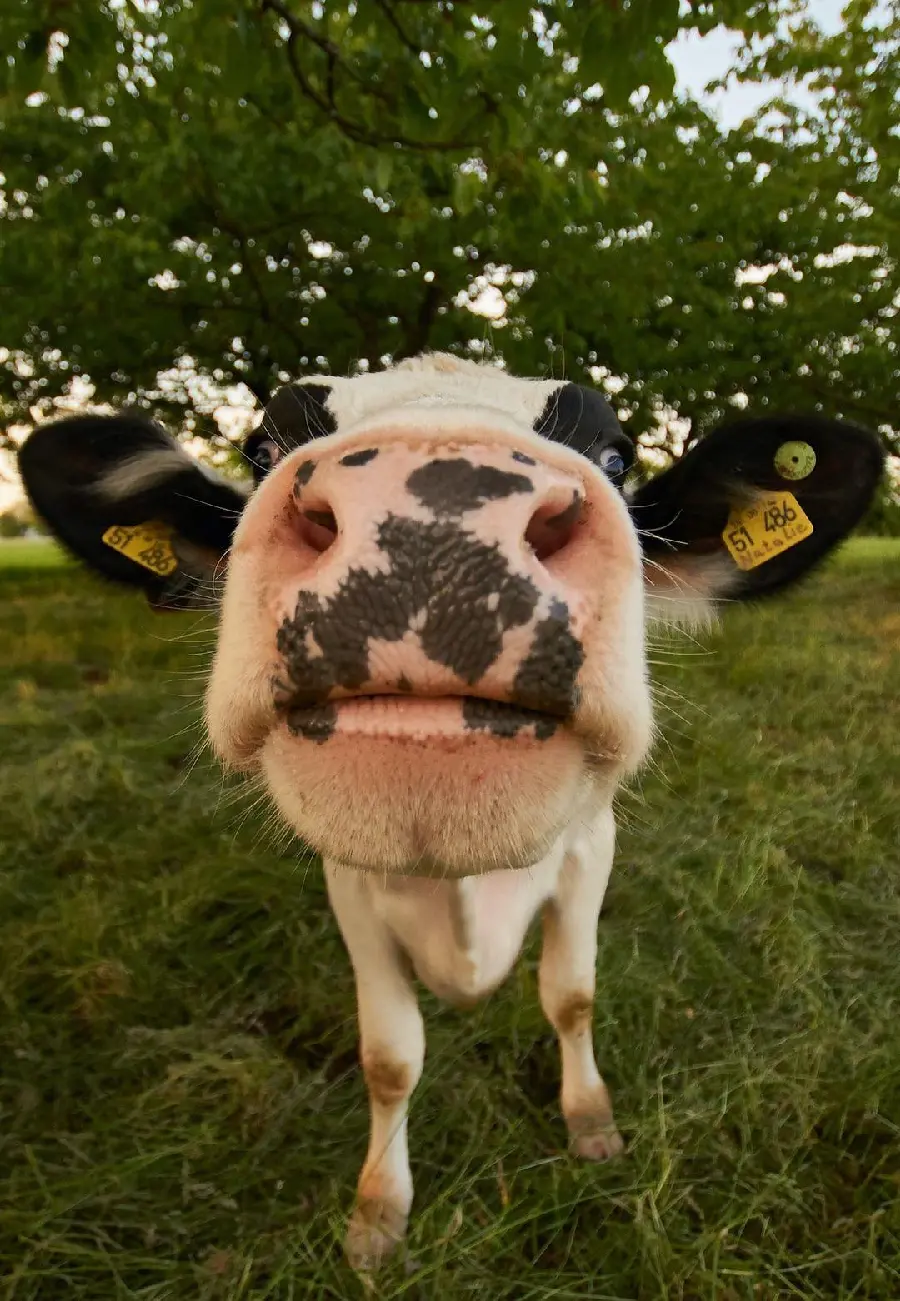 Picture suitable for phone lock screen of a cute cow