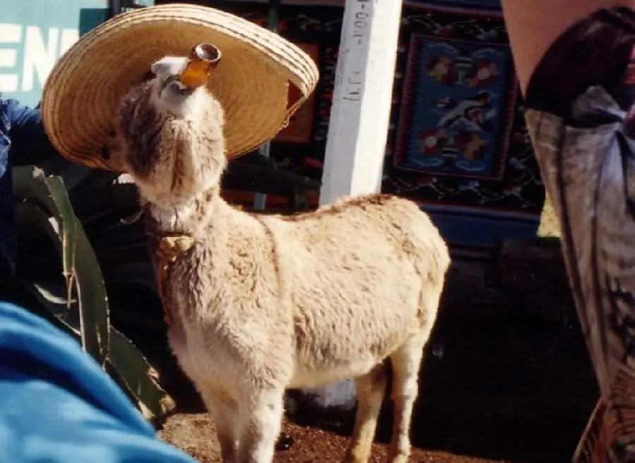 Funny goat with a hat drinking a real drink