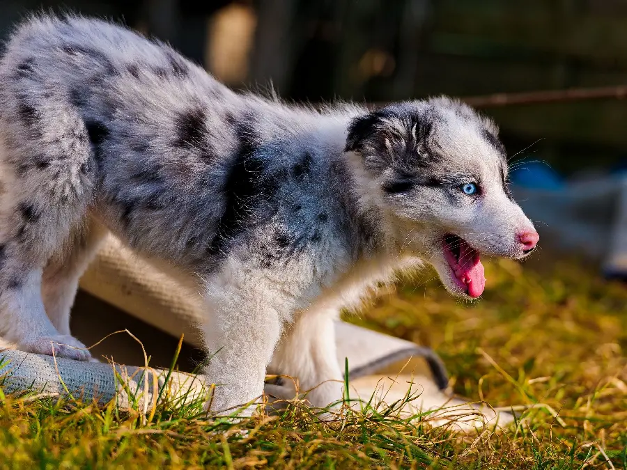 Black and White Spotted Australian Shepherd Dog