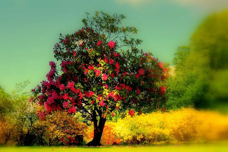 A beautiful tree image for Arbor Day