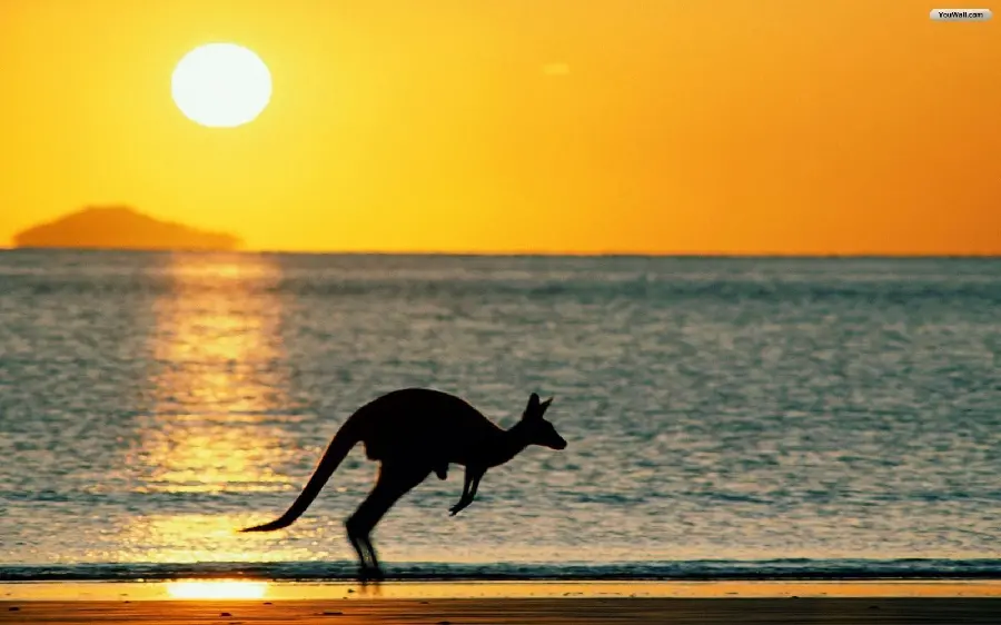 Photo of a kangaroo running in Australia for download