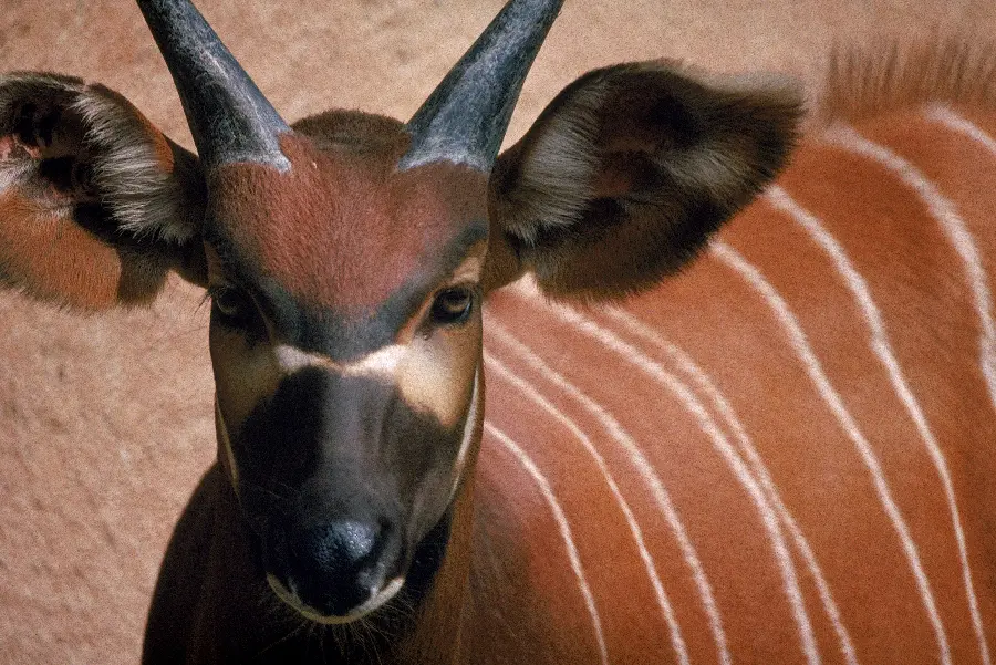 Beautiful animal photos and interesting animals