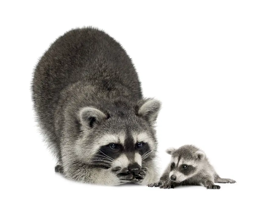Raccoon photo in wildlife documentary