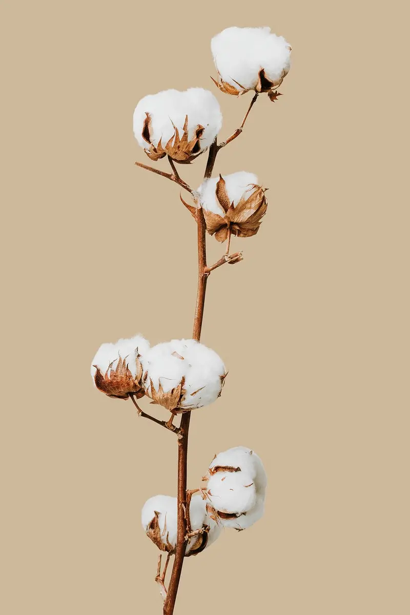 Photo of a single cotton flower branch for iPhone wallpaper
