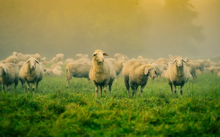 Computer wallpaper of a flock of sheep in a lush pasture