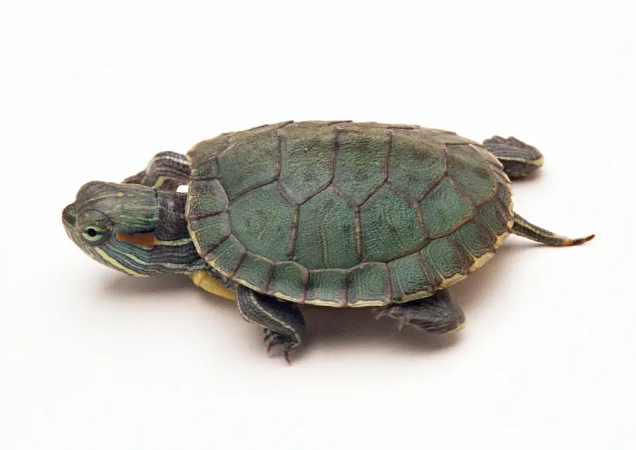 Turtle Wallpaper