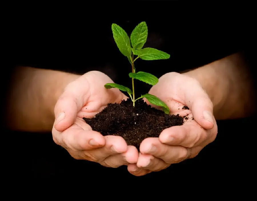 Photo of a small sapling In hand for Arbor Day