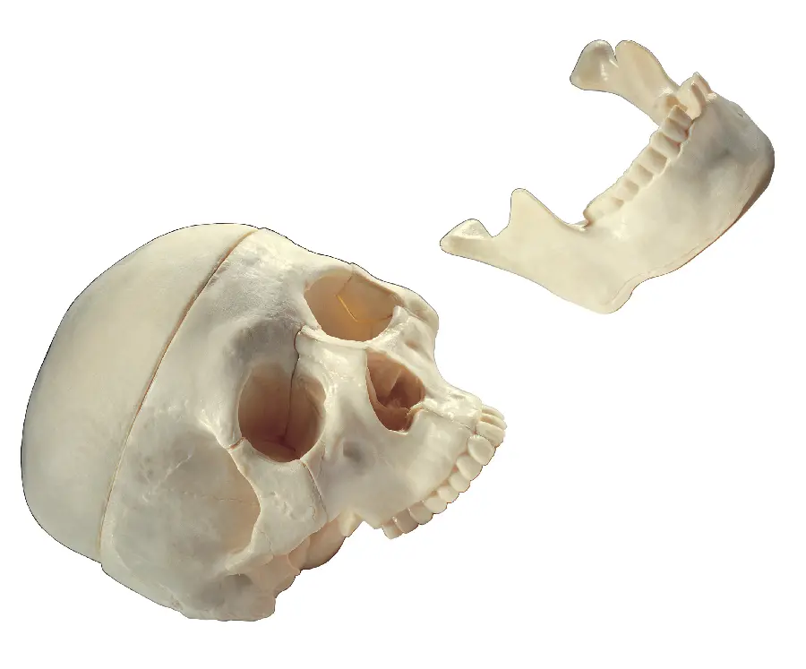 Human Skull and Jaw Model Photos