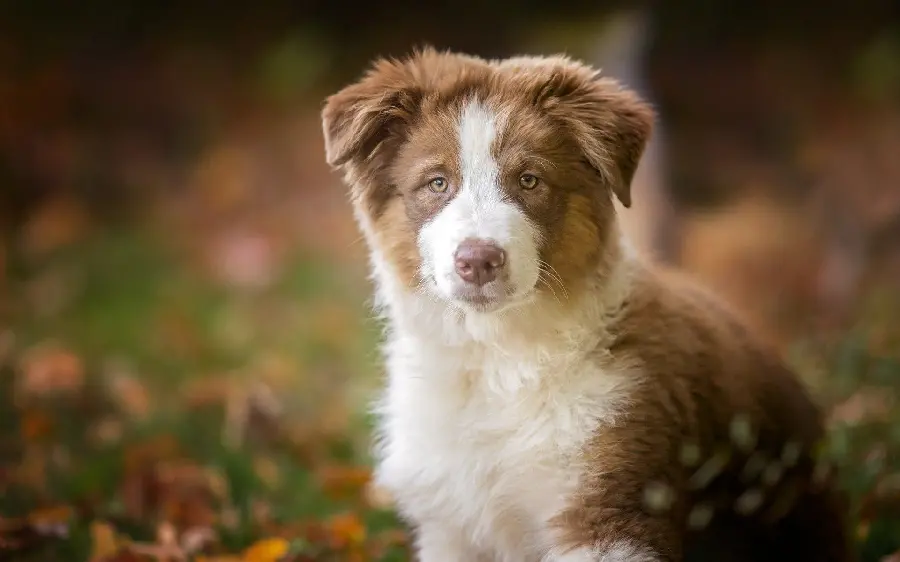 Free Shepherd Dog Image Australian
