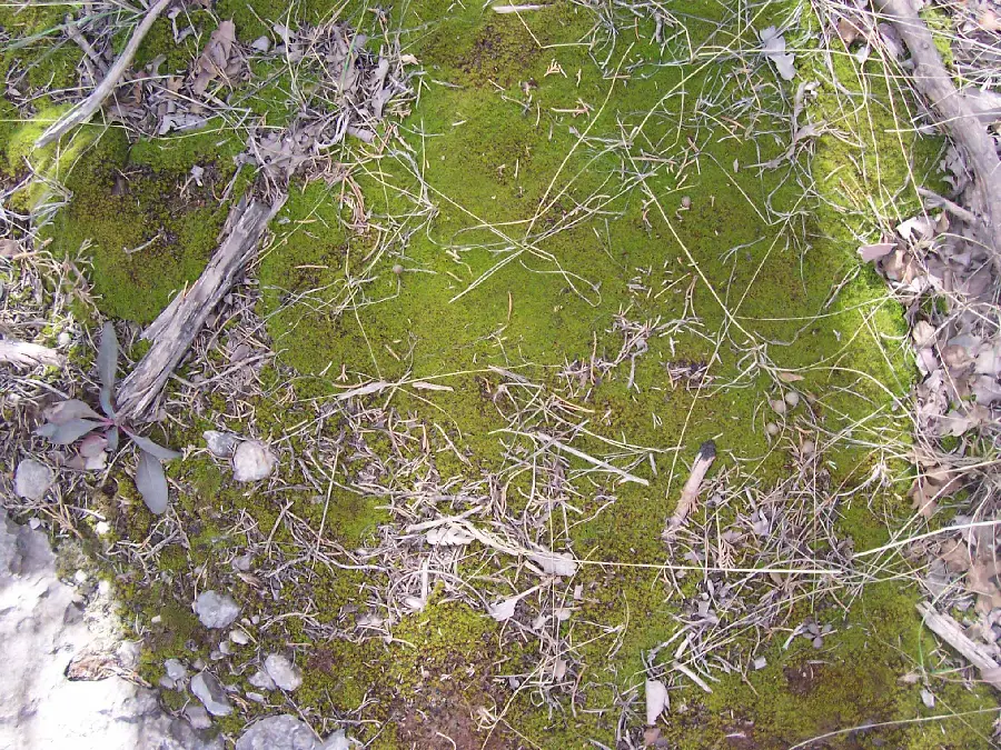 Land Material and Natural Features Natural