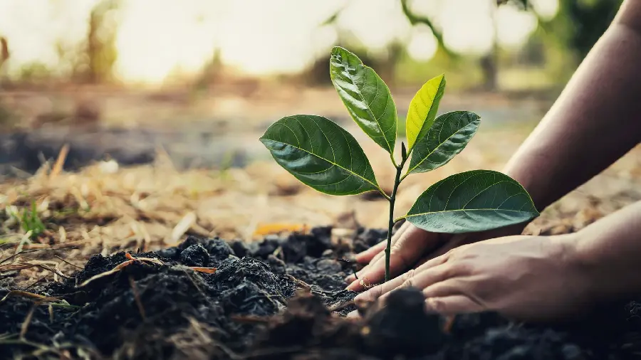 Beautiful photo of planting seedlings in the soil on Arbor Day