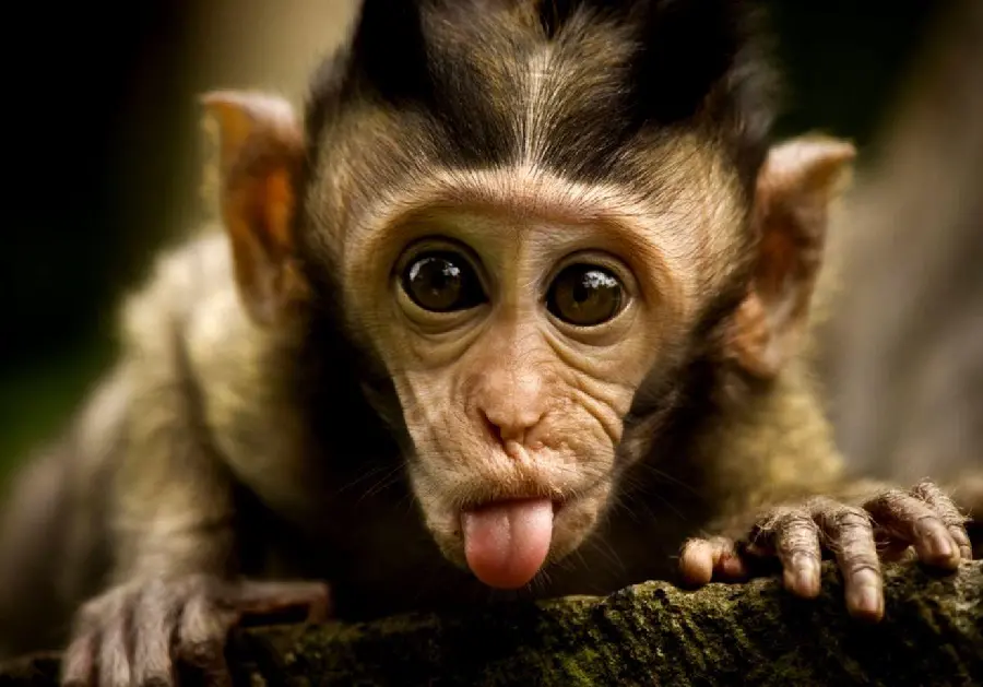 Download high quality free monkey photo for profile