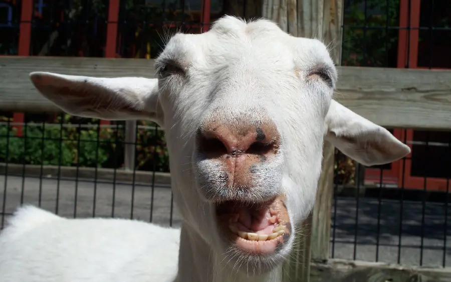 Funny goat picture yawning for profile picture