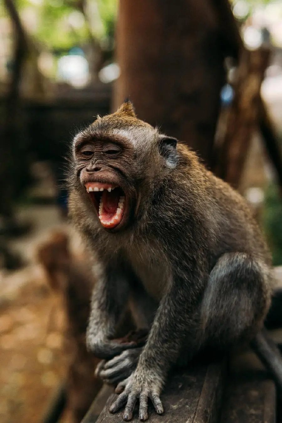 Wild Monkey Picture