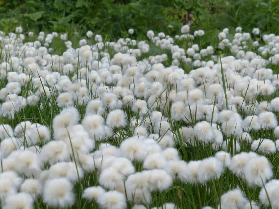 Natural cotton flower in pristine nature