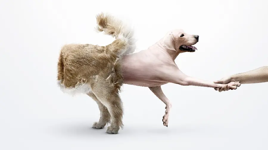Funny Crazy Animal Photoshopped Dog Saying Hello