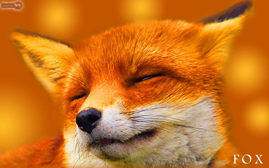 Download funny and googly background for Fox fans