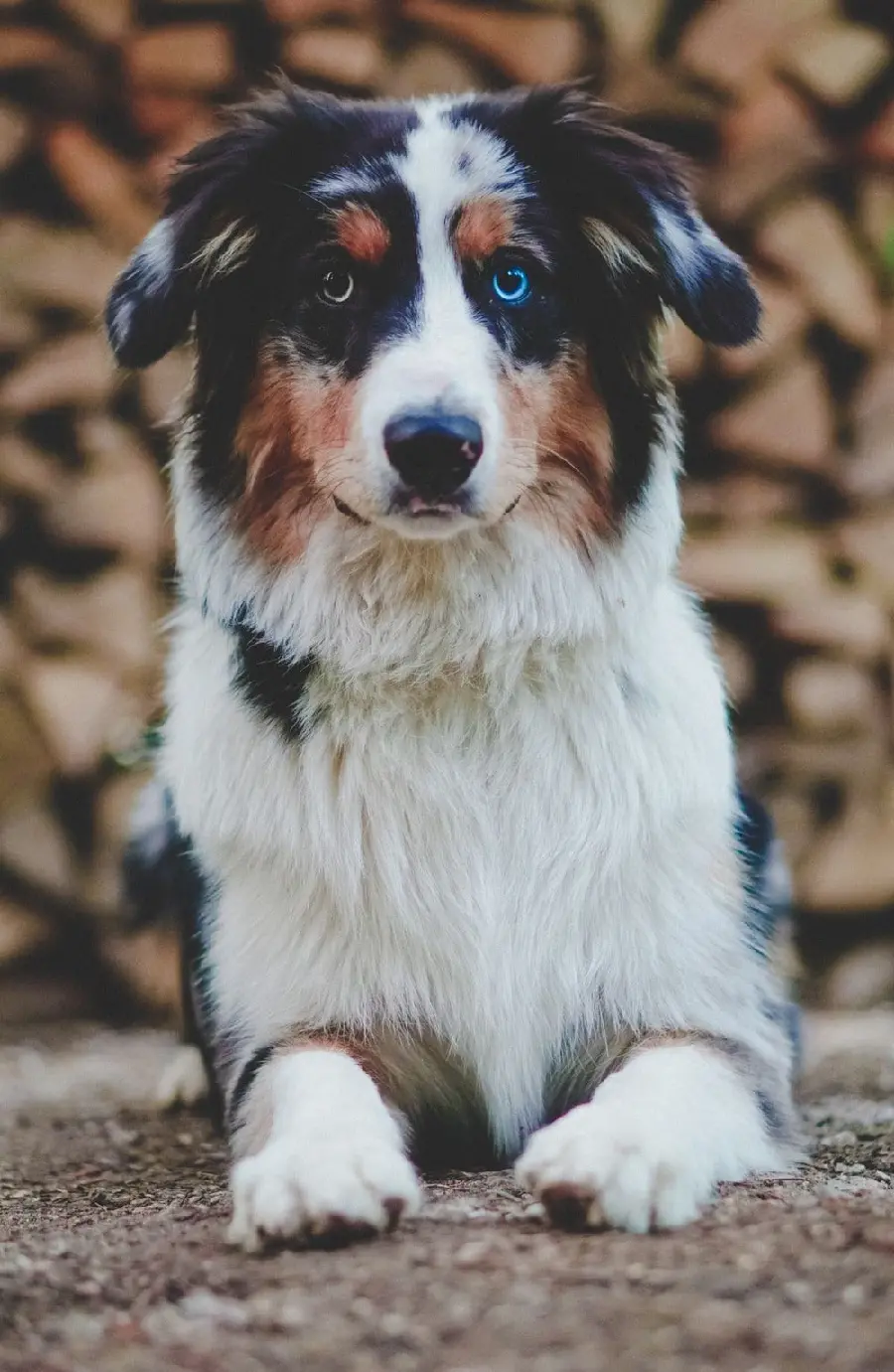 Australian Shepherd dog with blue eyes suitable for Samsung wallpaper