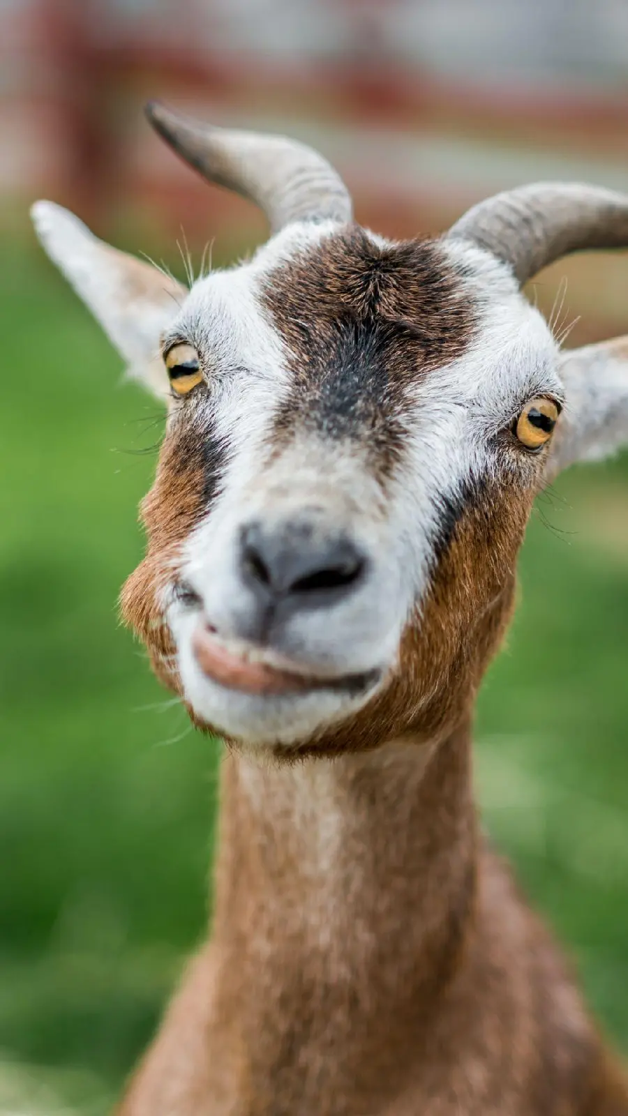 Funny goat face photo with high quality and free