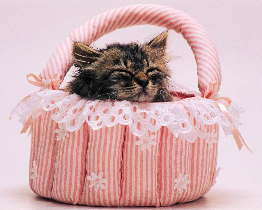 Cat Photos for Profile 2024 Very Cute and New