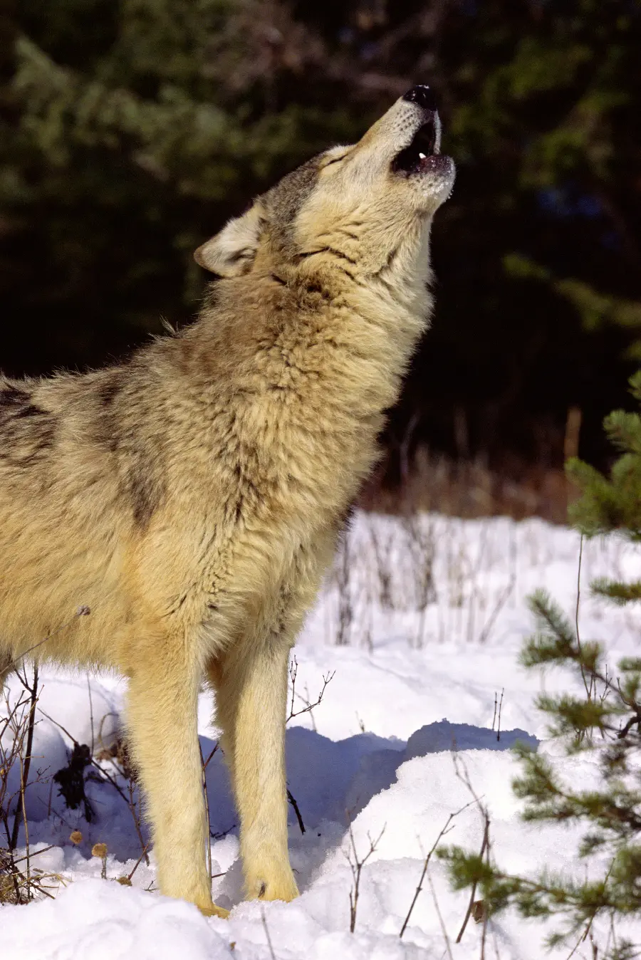 Wildlife