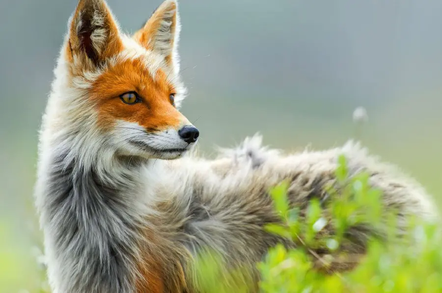 Special and amazing fox desktop background with the best FULL HD quality