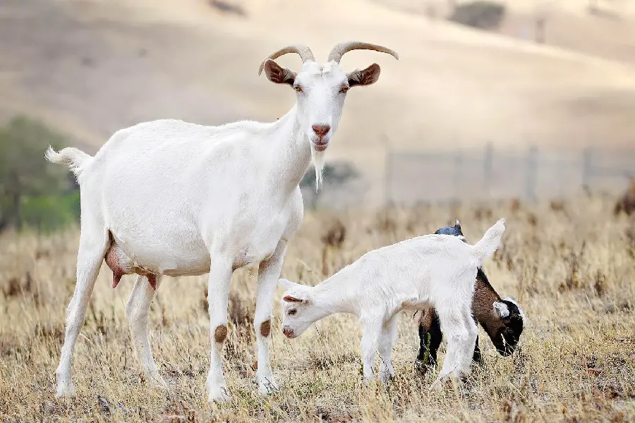 Little baby goats are drinking milk white and cute