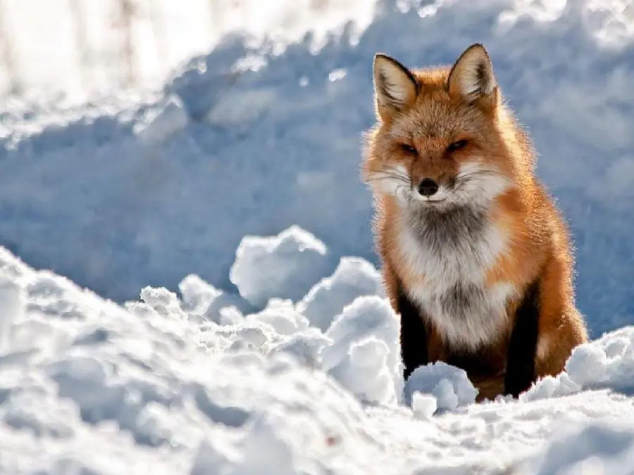 High-quality stock photo of a fox for digital screen backgrounds