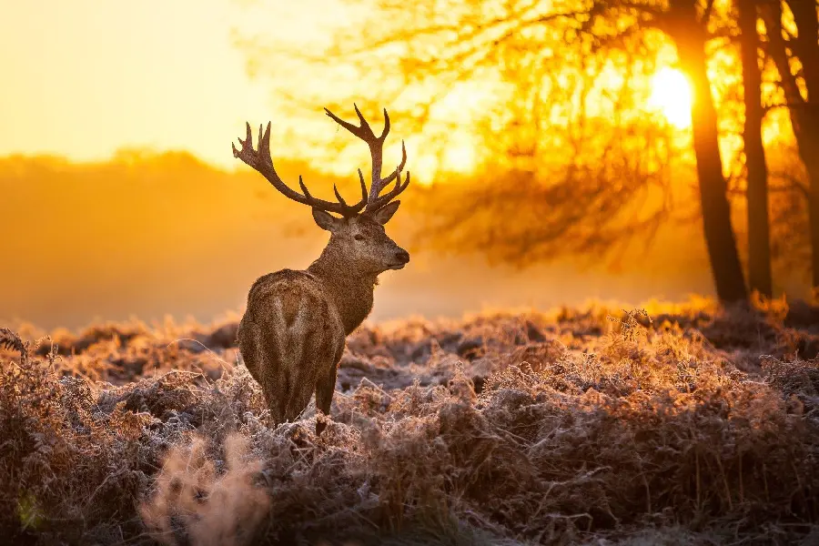 Profile photo of deer and sunset