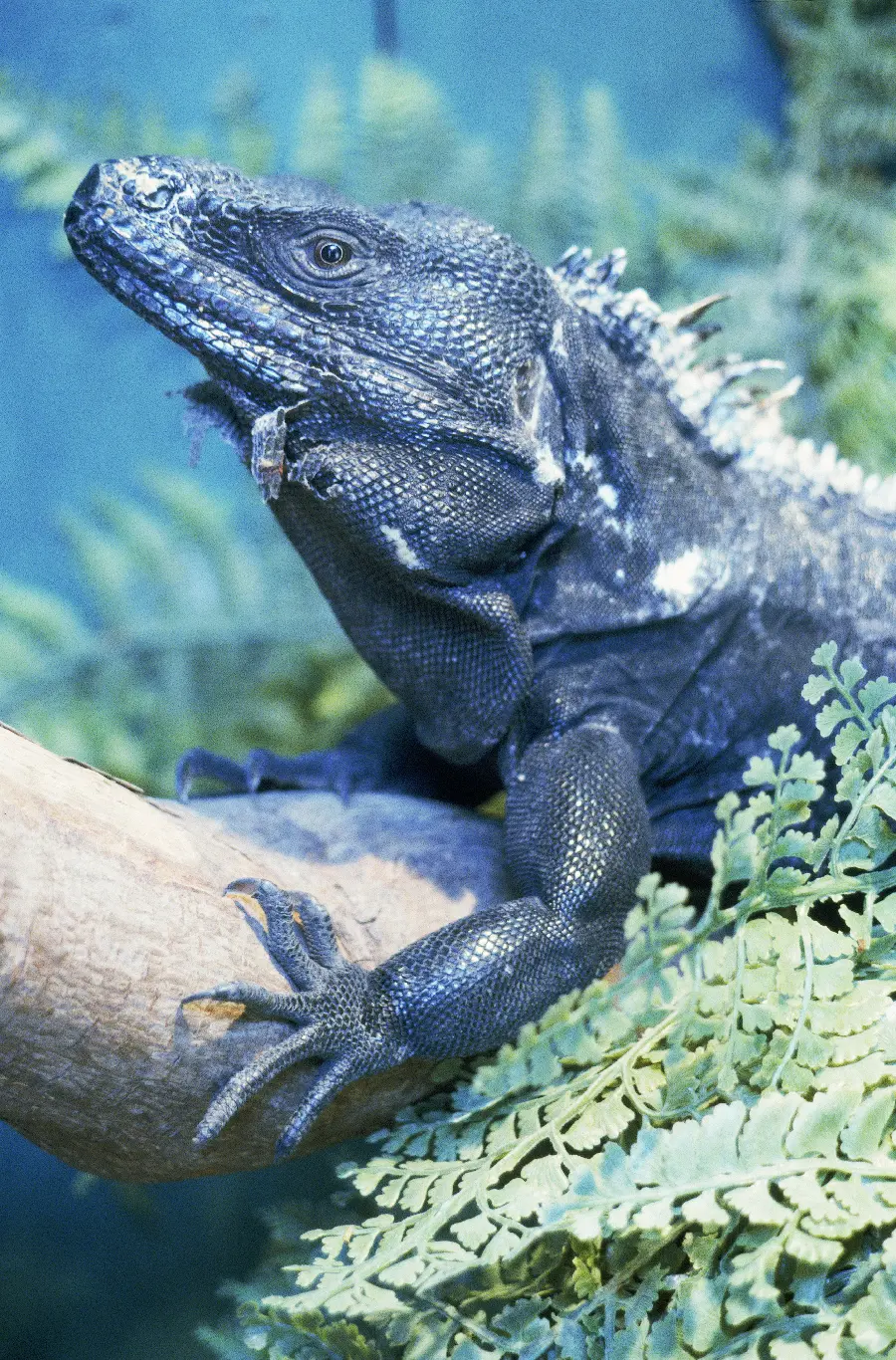Photo of a reptile and reptiles