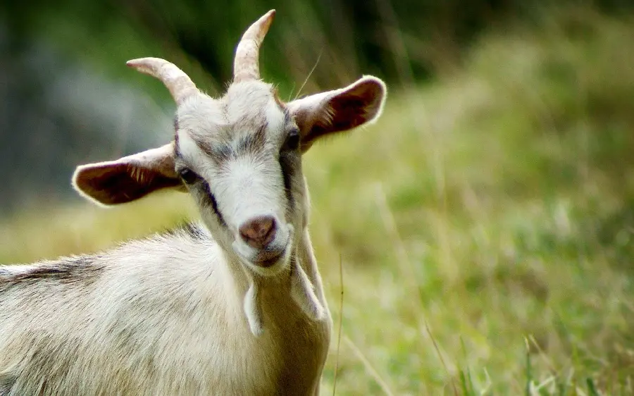 Funny white goat with long horns