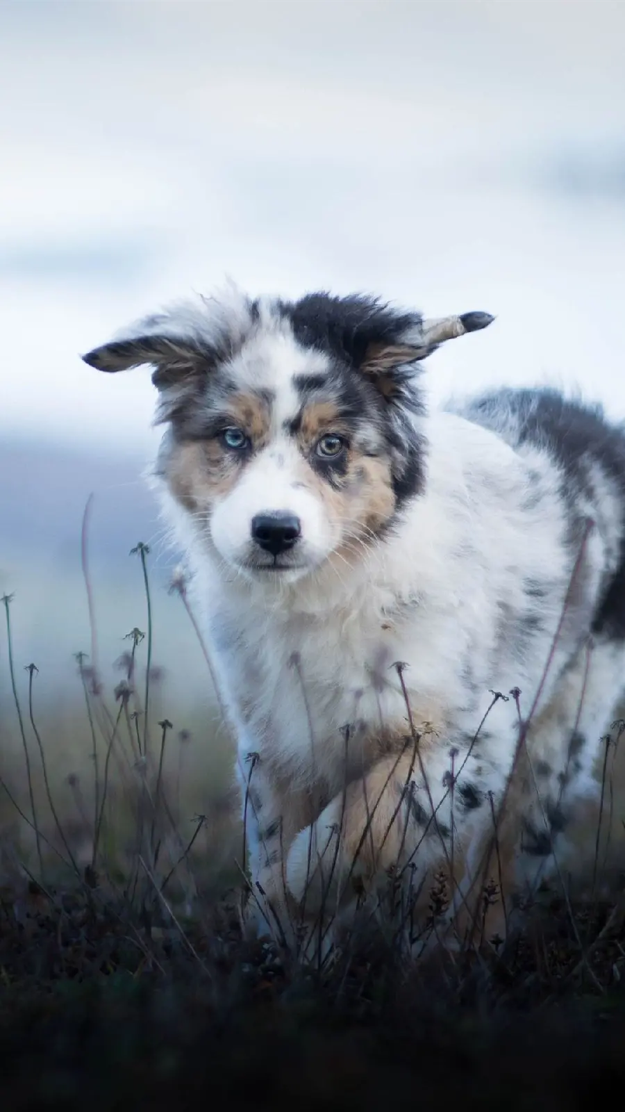 Beautiful background with blue eyes of Australian Shepherd Dog