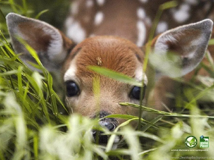 Baby deer profile picture with cute eyes